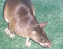 Dan Cornelliuson